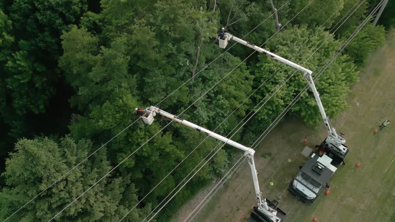 How Our Tree Care Process Works  in  Bellview, FL