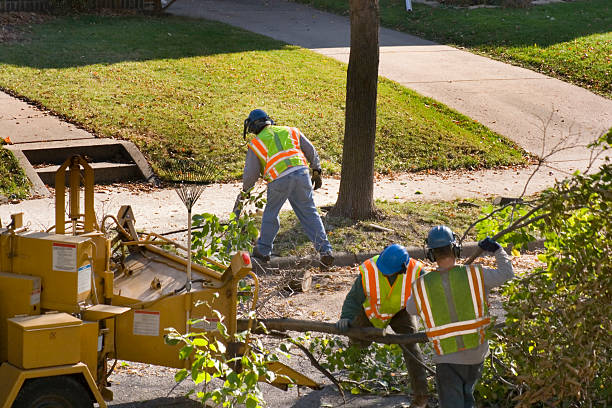 Best Utility Line Clearance  in Bellview, FL